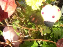 page2_pictures/giant_leopard_moth_caterpillar.jpg