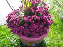 page2_pictures/purple_mums.jpg