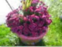 page2_pictures/purple_mums_thumb.jpg