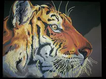 page2_pictures/watchful_tiger.jpg