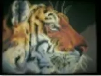 page2_pictures/watchful_tiger_thumb.jpg