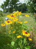 page2_pictures/wildflowers.jpg