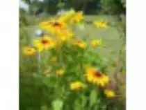 page2_pictures/wildflowers_thumb.jpg