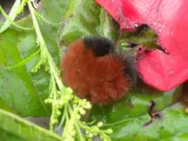 page2_pictures/woolly_bear_caterpillar.jpg