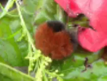 page2_pictures/woolly_bear_caterpillar_thumb.jpg