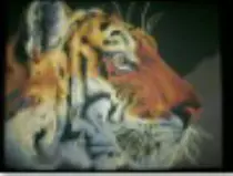 page_daren_pictures/watchful_tiger_thumb.jpg