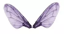 wings.jpg
