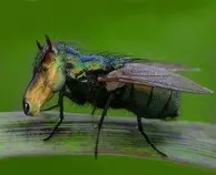 img/horse-fly.jpg