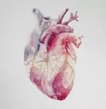 pictures/real heart.jpg