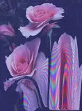 pictures/roses.jpg