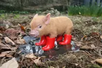 minipig004.jpg