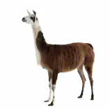 Files/LLama.png