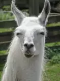 LLAMA1.jpg