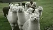 PictureS/Llamafriends.gif