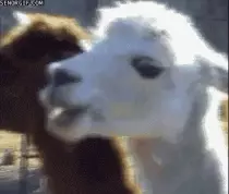 PictureS/Llamathing.gif