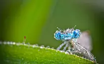 ObligatorioModulo2/img/macro1.jpg