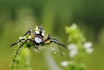 ObligatorioModulo2/img/macro2.jpg