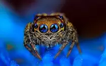 ObligatorioModulo2/img/macro3.jpg