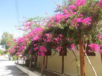 Ejercicio P2P opcional 5/img_flowers.jpg