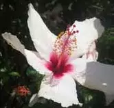 Ejercicio P2P opcional 5/img_smallflower.jpg