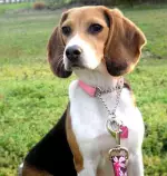 week10/beagle.jpg