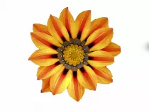 week11/FlowerJPG.jpg