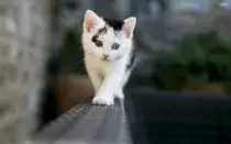 week11/odd-eyed-kitten-24845-2560x1600.jpg