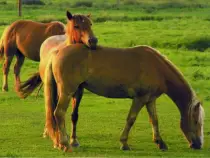 week15/horse1.jpg