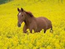 week15/horse2.jpg