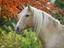 week15/horse3.jpg