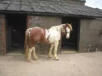week15/horse4.jpg