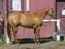 week15/horse5.jpg