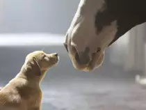 week15/puppy1.jpg