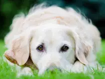 week15/puppy2.jpg