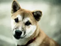 week15/puppy3.jpg