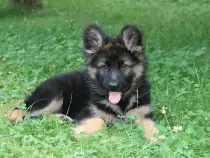 week15/puppy4.jpg
