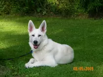 week15/puppy5.jpg
