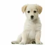 week7/puppy.jpg
