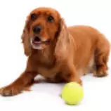 week8/DogWithABall.jpg