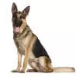 week8/GermanShepard.jpg