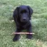 week8/LittleBlackLab.jpg
