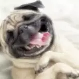 week8/Pug.jpg