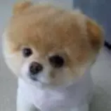 week8/beardog.jpg