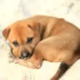 week8/curledpuppy.jpg