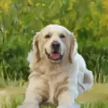 week8/goldenretriver.jpg