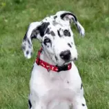 week8/great_dane.jpg