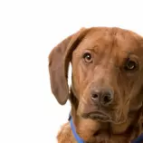 week8/largedog.jpg