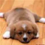 week8/lazydog.jpg