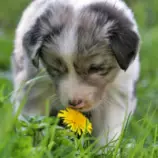 week8/littlepuppy.jpg