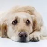 week8/saddog.jpg